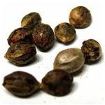 Семена марихуаны АК-47 (Seeds AK-47) в Можайске Семена марихуаны АК-47 (Seeds AK-47) в Можайске